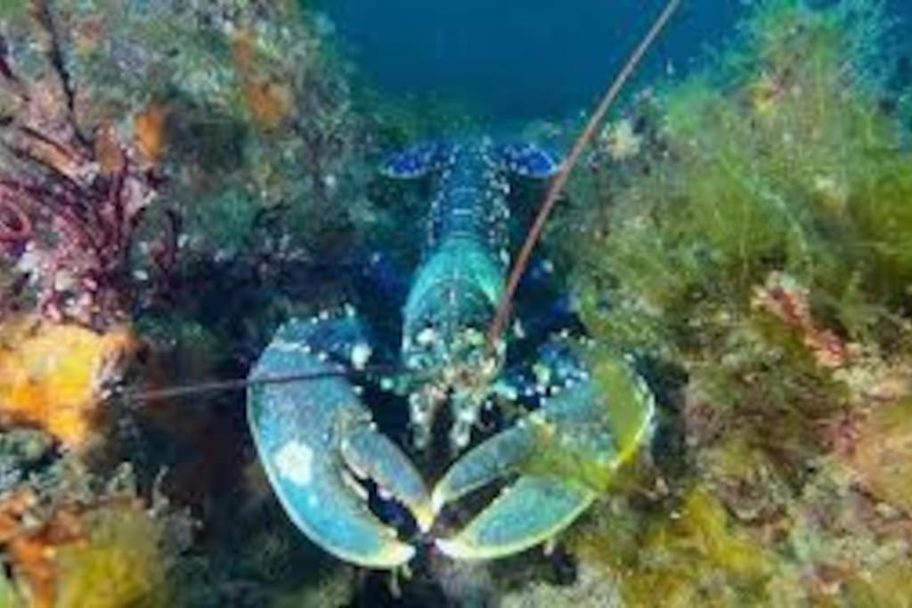 Gite Entre Mer Et Abers Landéda Eksteriør bilde